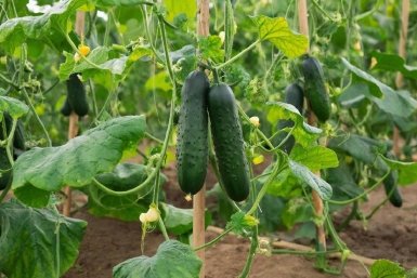 Изображение GigaChat (18+)