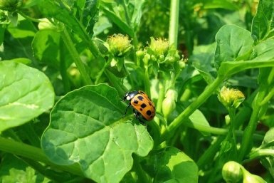 Изображение GigaChat (18+)