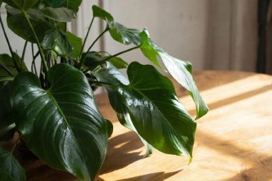 Изображение GigaChat (18+)