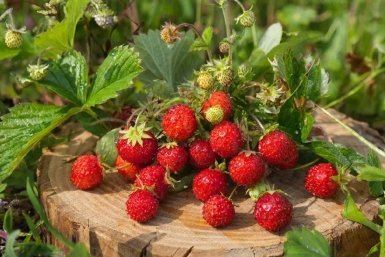 Изображение GigaChat (18+)