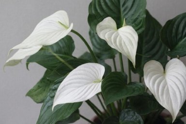 Изображение GigaChat (18+)