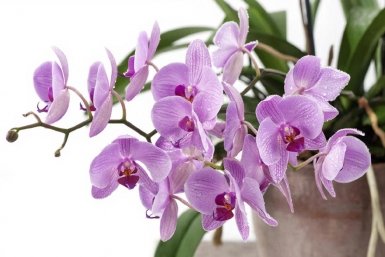 Изображение GigaChat (18+)