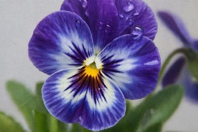 Изображение GigaChat (18+)