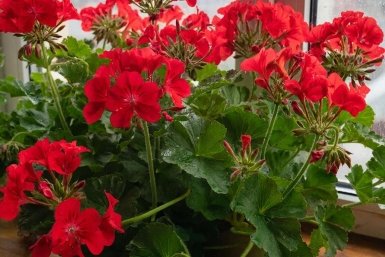 Изображение GigaChat (18+)