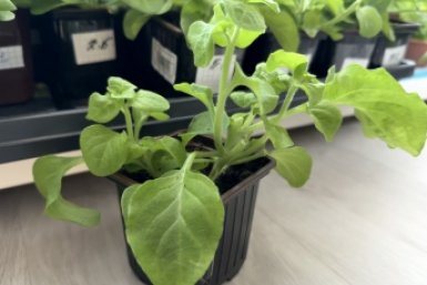 Рассада, огород, дача Марина Кудрявцева, ИА UssurMedia