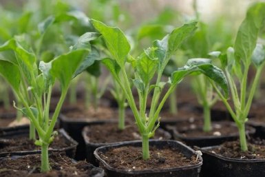 Изображение GigaChat (18+)