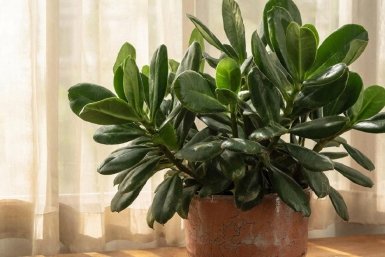 Изображение GigaChat (18+)