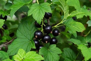 Изображение GigaChat (18+)