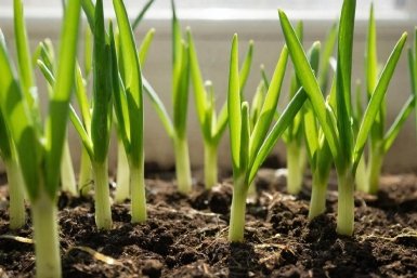 Изображение GigaChat (18+)