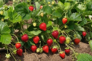 Изображение GigaChat (18+)