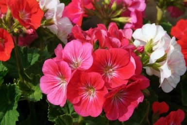 Тематическое фото GigaChat (18+)