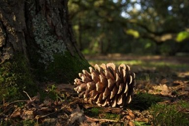 Изображение GigaChat (18+)