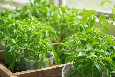 Изображение GigaChat (18+)