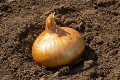 Изображение GigaChat (18+)