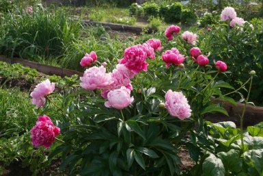 Изображение GigaChat (18+)