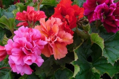 Изображение GigaChat (18+)