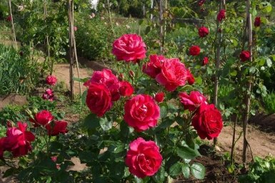 Изображение GigaChat (18+)