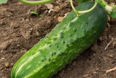 Изображение GigaChat (18+)