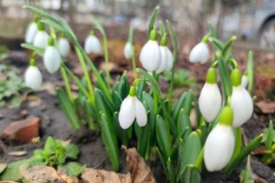 Подснежники ИА Stavropol.Media