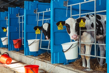 В регионах идет массовый забой скота на фермах Мария Смитюк, ИА PrimaMedia