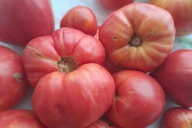 Тематическое фото Ольга Долгополова, ИА UssurMedia