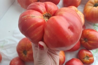 Тематическое фото Ольга Долгополова, ИА UssurMedia