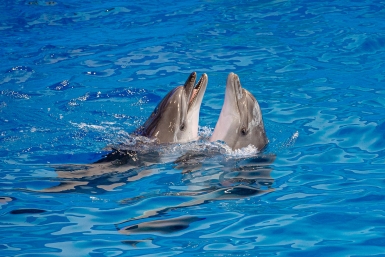 Дельфины Мария Смитюк, ИА PrimaMedia