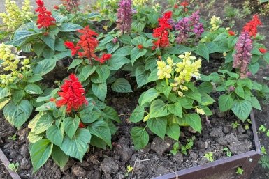 Аллерголог рассказала, как обустроить дачу в сезон цветения Кудрявцева М. П., ИА UssurMedia.ru