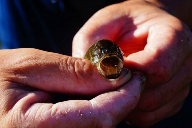 Тематическое фото Ольга Долгополова, ИА UssurMedia