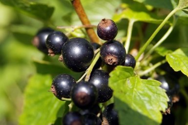 Тематическое фото pxhere.com