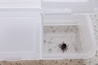 клещ Костенко Ольга