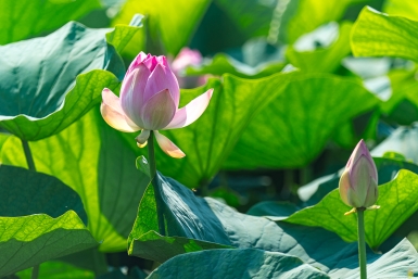 Лотос Илья Аверьянов, ИА PrimaMedia