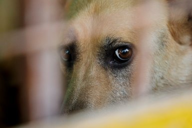 Ротвейлеров и немецких овчарок хотят признать потенциально опасными Евгений Кулешов, ИА PrimaMedia.ru