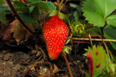 Тематическое фото pxhere.com