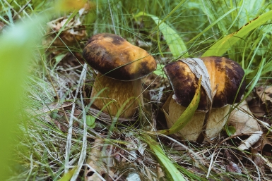 Миколог предупредил об опасности одного съедобного вида грибов Мария Смитюк, ИА PrimaMedia