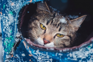 Стало известно, сколько дней россияне будут отдыхать на Новый год Юлия Ушакова, ИА IrkutskMedia