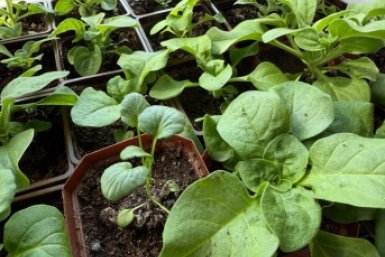 Агроном назвала оптимальную температуру для высадки томатов и перца Марина Кудрявцева, ИА UssurMedia