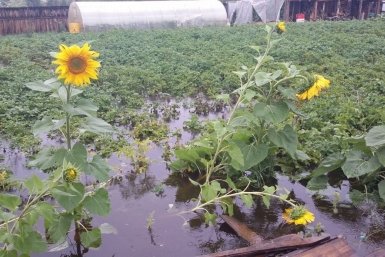 Наводнение, паводок, огород, вода, подсолнух Анны Хвостовой, ИА ChitaMedia