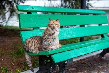 Повышение штрафов за выброшенных животных может не дать желательного эффекта Мария Смитюк, ИА PrimaMedia.ru