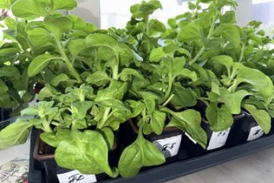 Рассада, высаженная в апреле в открытый грунт, может погибнуть Марина Кудрявцева, ИА UssurMedia