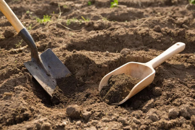 1 ложка в лунку в апреле-мае — плоды прут как на дрожжах: "золотая" подкормка, от которой одуреет картофель