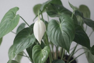 До 1 мая спатифиллуму - обязательно: всего 2 мл в воду, и женское счастье "дуреет" и распускается букетом