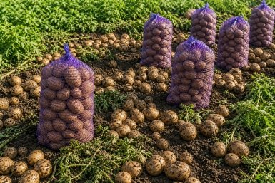 3 шарика в лунку на 2-3 см - и картофель прет как танк без остановки и без холостых: собираю по 900 кг с сотки