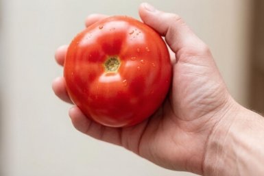 Каждый по 600 г: нашла крупноплодный сорт томатов, который плодоносит до середины ноября — семена разбирают быстро
