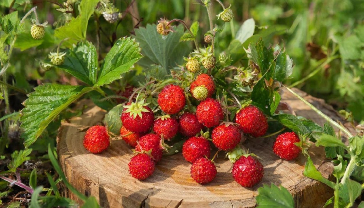 Изображение GigaChat (18+)