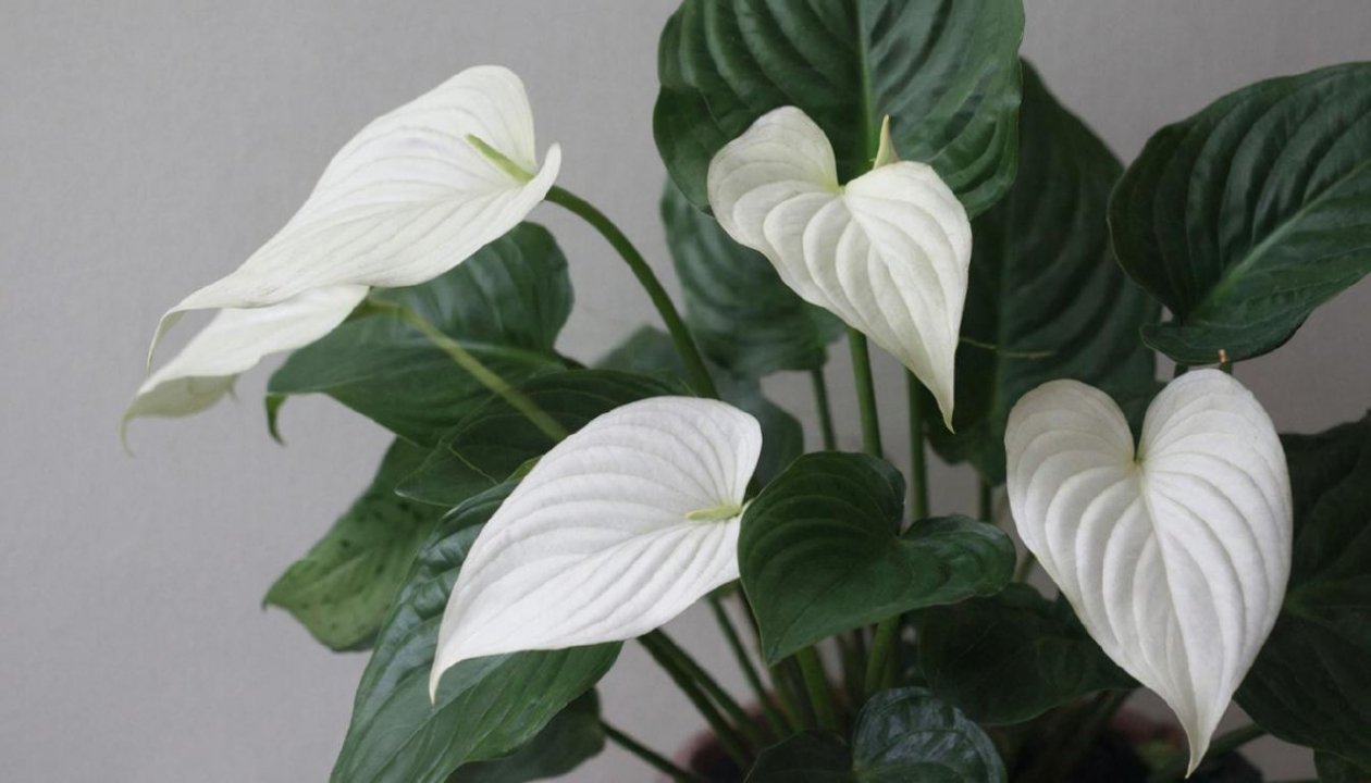 Изображение GigaChat (18+)