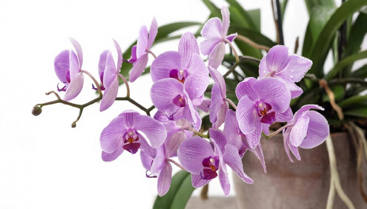 Изображение GigaChat (18+)