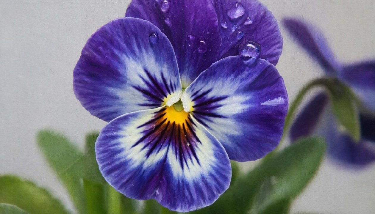 Изображение GigaChat (18+)