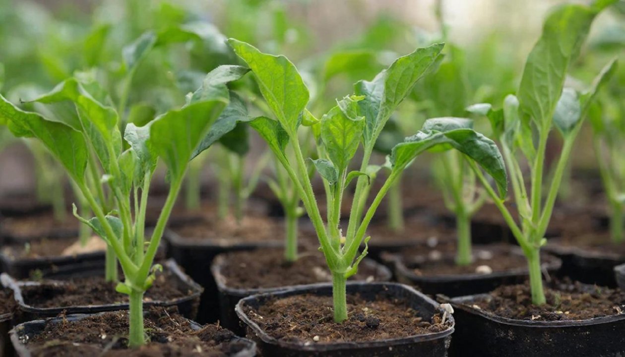 Изображение GigaChat (18+)