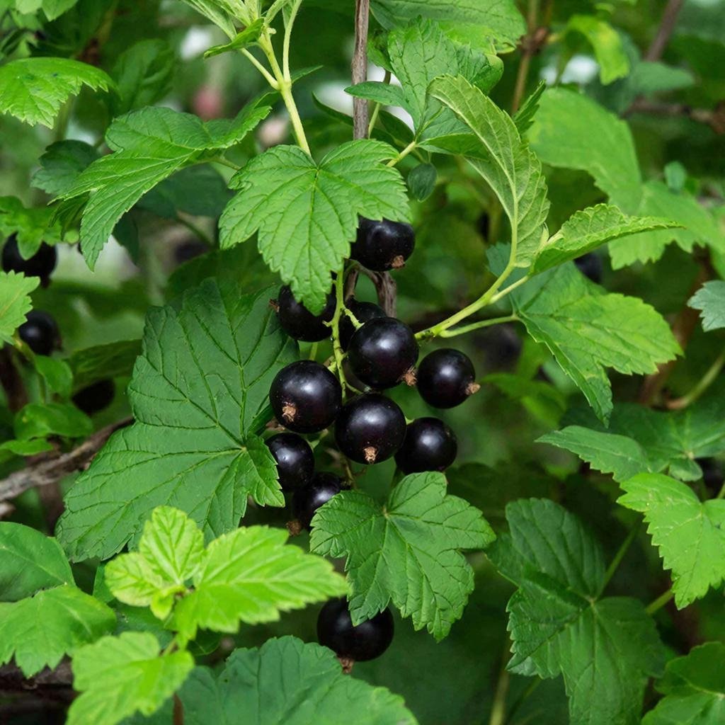 Изображение GigaChat (18+)